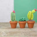 Cactussen