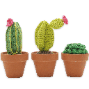 Cacti