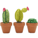 Cactussen
