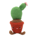 Scheibenkaktus