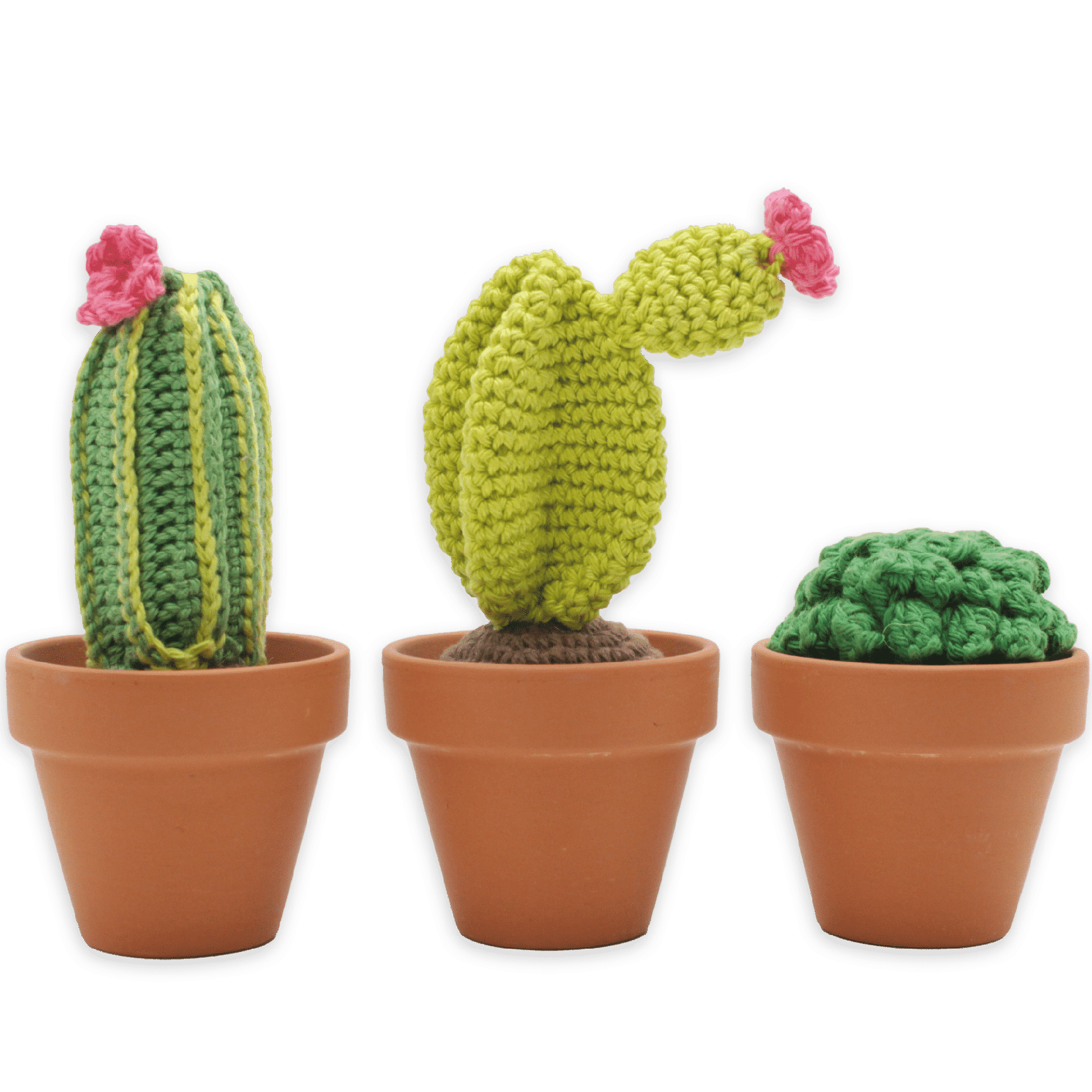 カクタスグリーン　ビースト cactus.green | Agave titanota 
